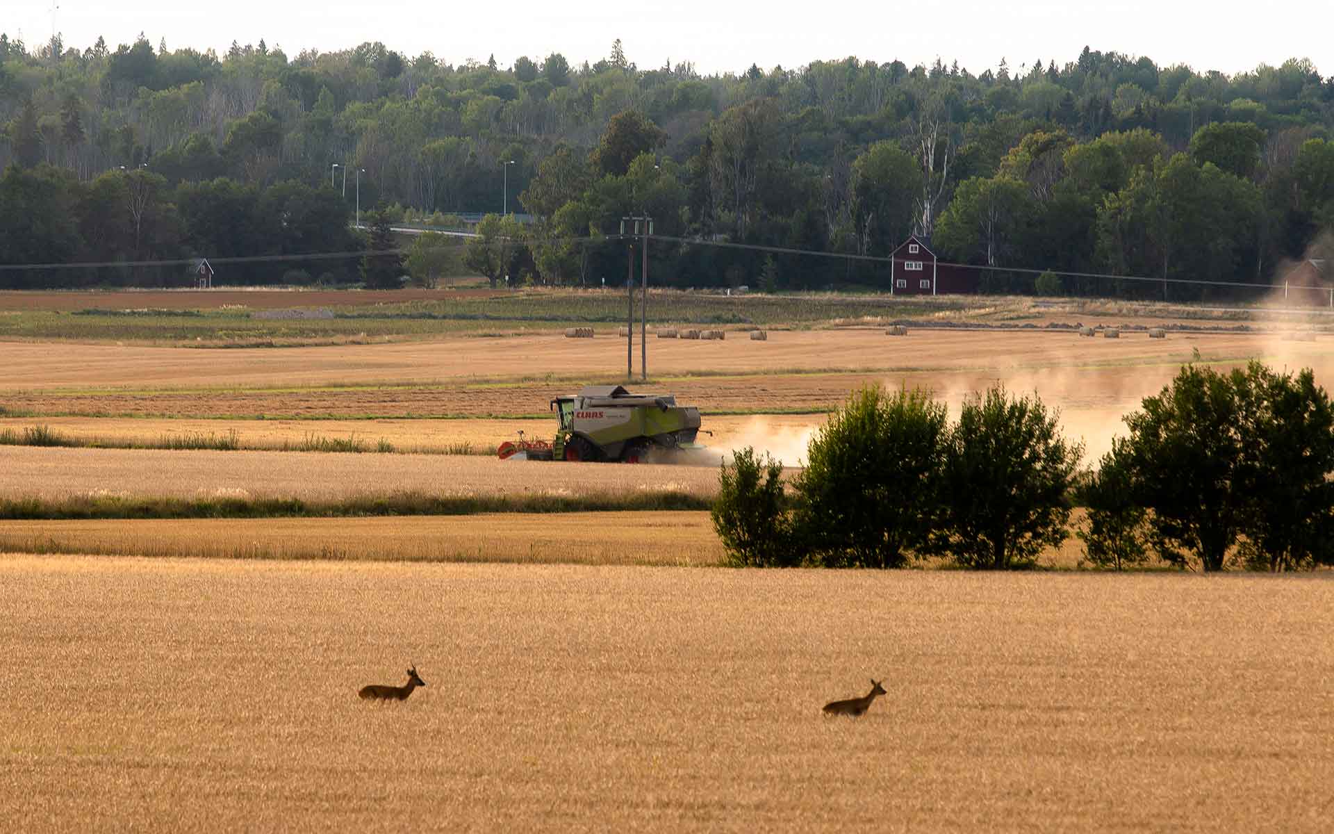 Läs mer om artikeln COVID och Maten