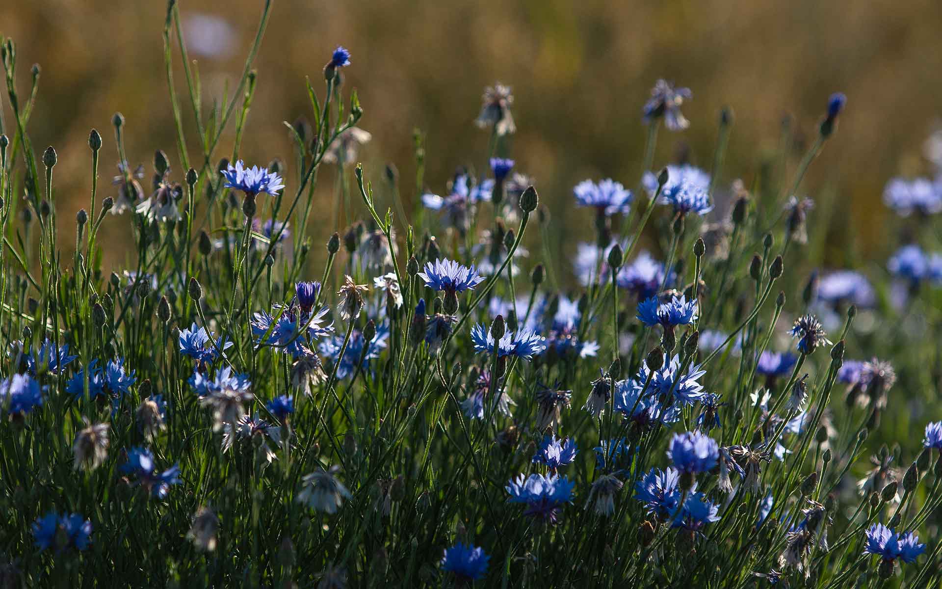 Läs mer om artikeln Årskrönika 2015